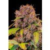 samonakvetaci semena konopi lemon cherry cookies auto
