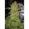 semena marihuany papaya cookies auto