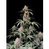 semena marihuany amnesia zkittlez