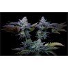 semena marihuany sweetopia paradise seeds