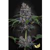 Sweetopia Paradise Seeds happy seeds