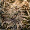 seminka marihuany orange bud dutch passion