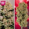 seminka marihuany auto strawberry soda dutch passion