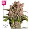 semena konopi auto strawberry soda dutch passion
