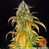 seminka marihuany pineapple express auto