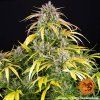 seminka lsd auto happy seeds
