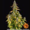 seminka marihuany watermelon zkittlez auto