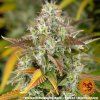 samonakvetaci seminka watermelon zkittlez auto