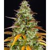 semena konopi watermelon zkittlez auto