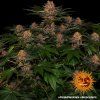 semena marihuany purple punch auto