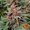 konopna seminka runtz auto happy seeds