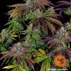 semena marihuany mimosa evo vysoky obsah thc