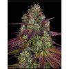 semena konopi mimosa evo barneys farm