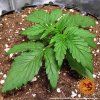 semena marihuany zkittlez og auto