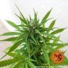 konopna semena zkittlez og auto