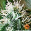 zkittlez og autoflowering barneys farm