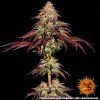 konopna seminka mimosa x orange punch auto