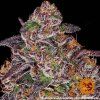 mimosa x orange punch auto barneys farm