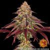 semena marihuany mimosa a orange punch auto