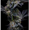 semena marihuany garlic cookies