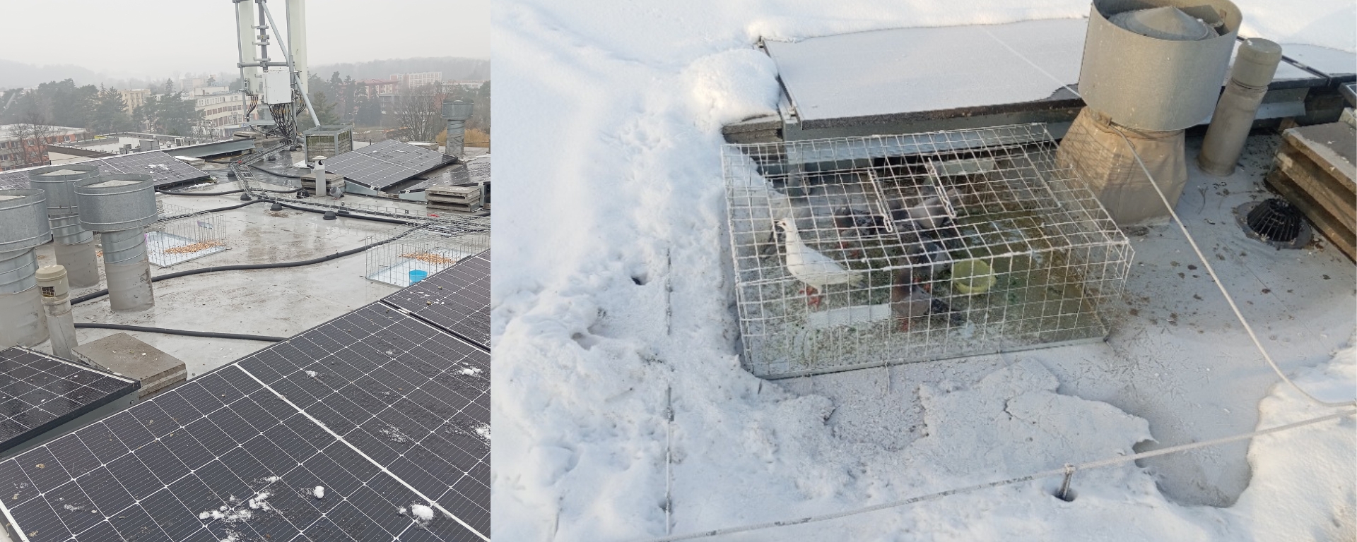 Odchyt holubů pro zachování čistého prostředí