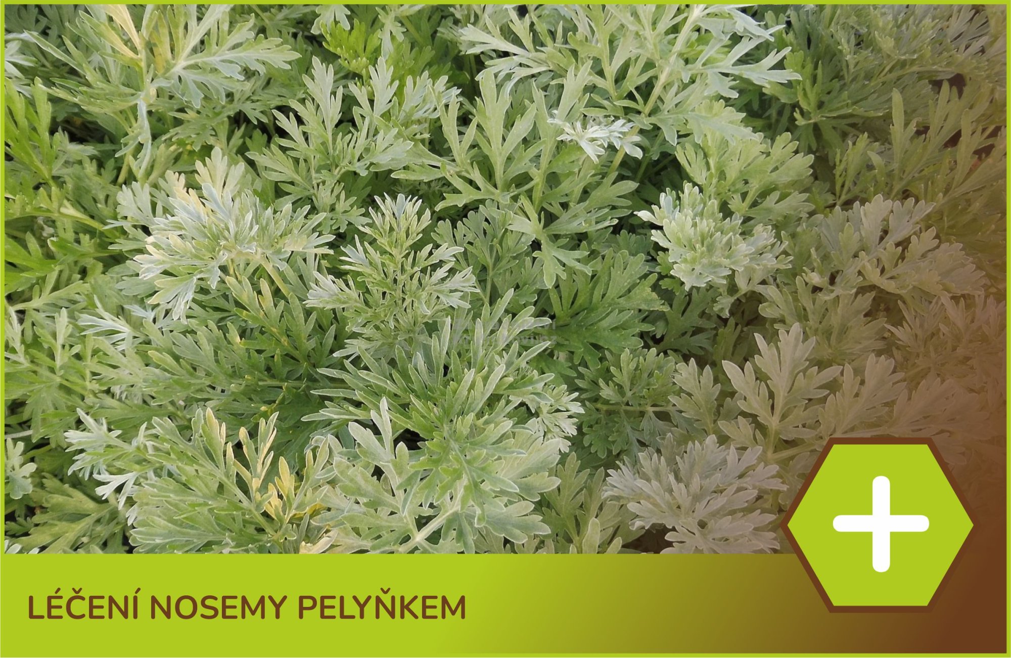 Léčení nosemy pelyňkem