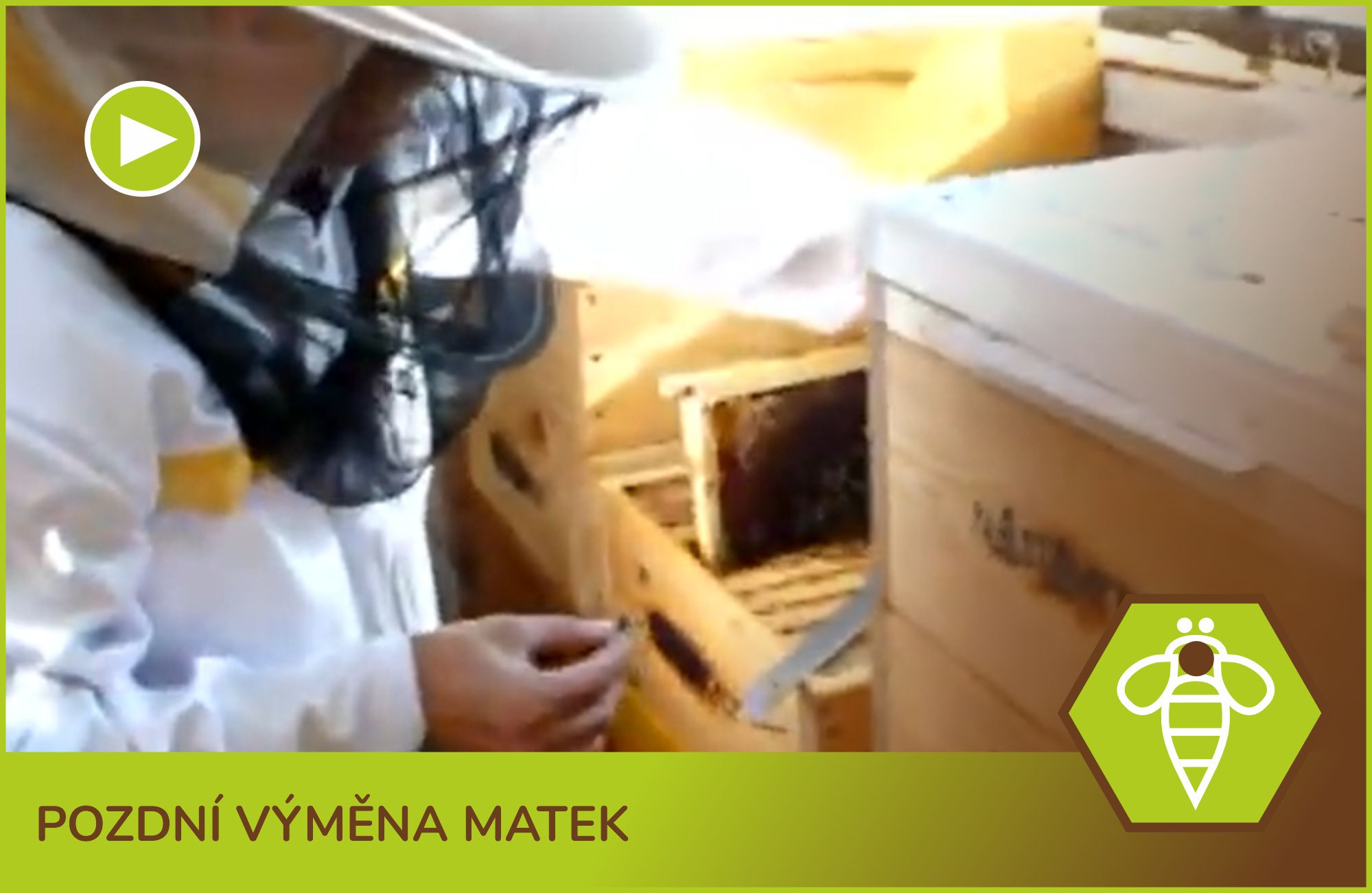 Pozdní výměna matek