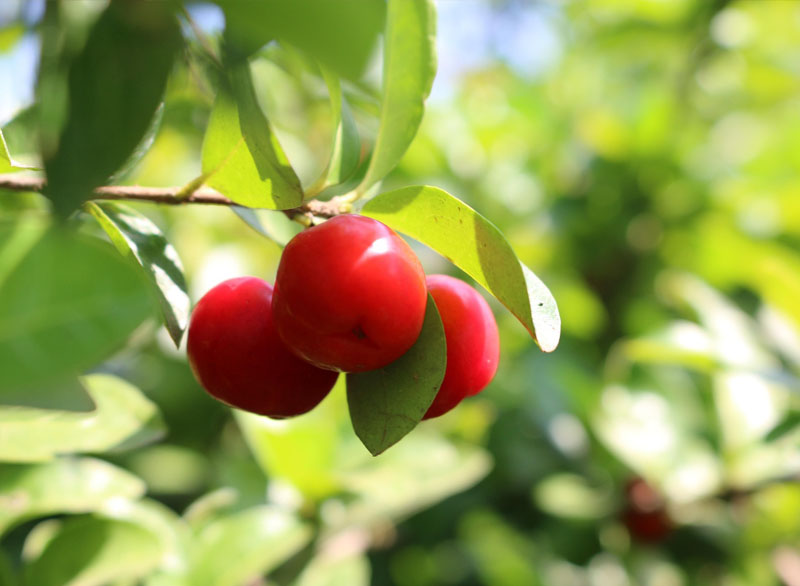 acerola-vzhled-prostredi