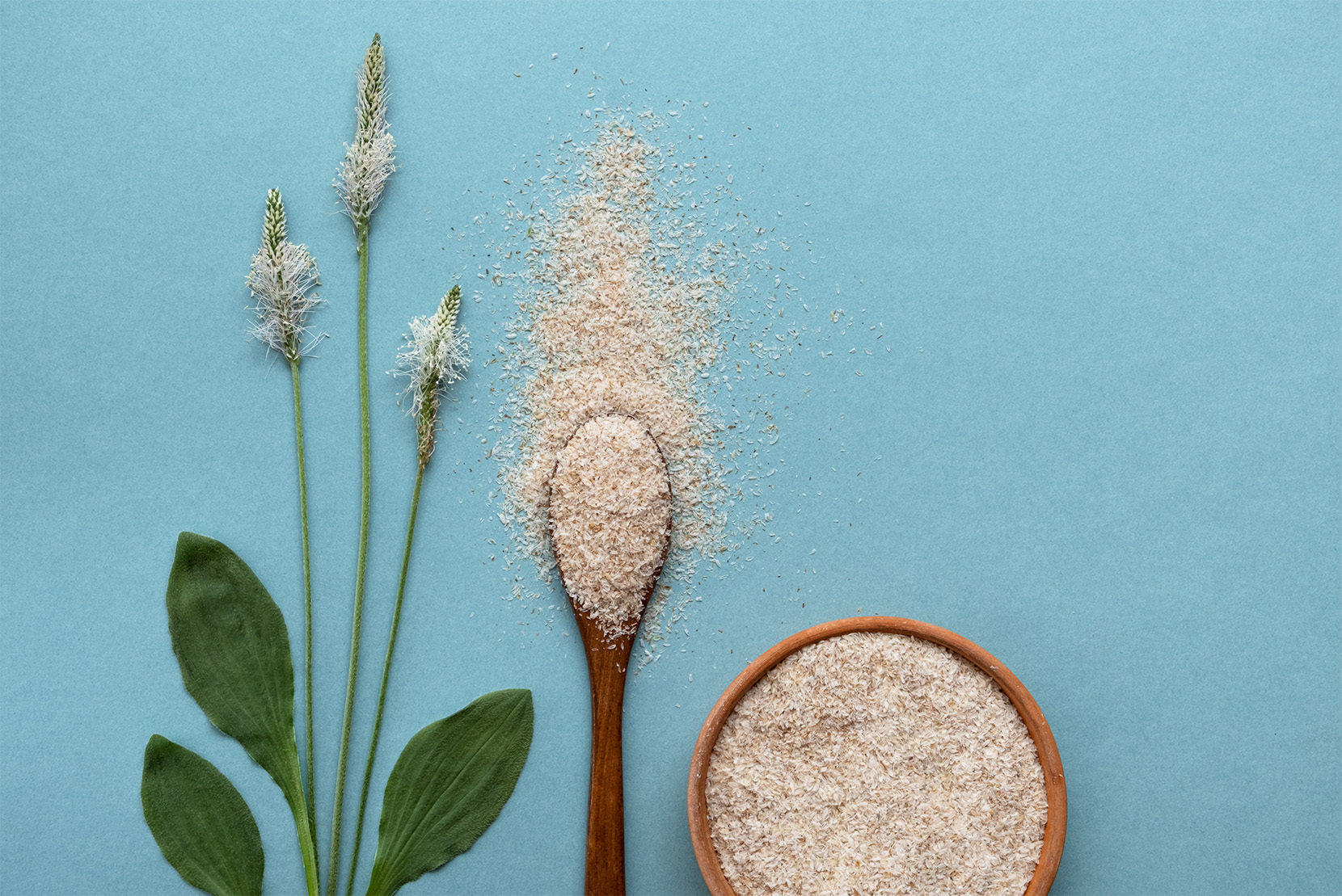 psyllium-plant-powder
