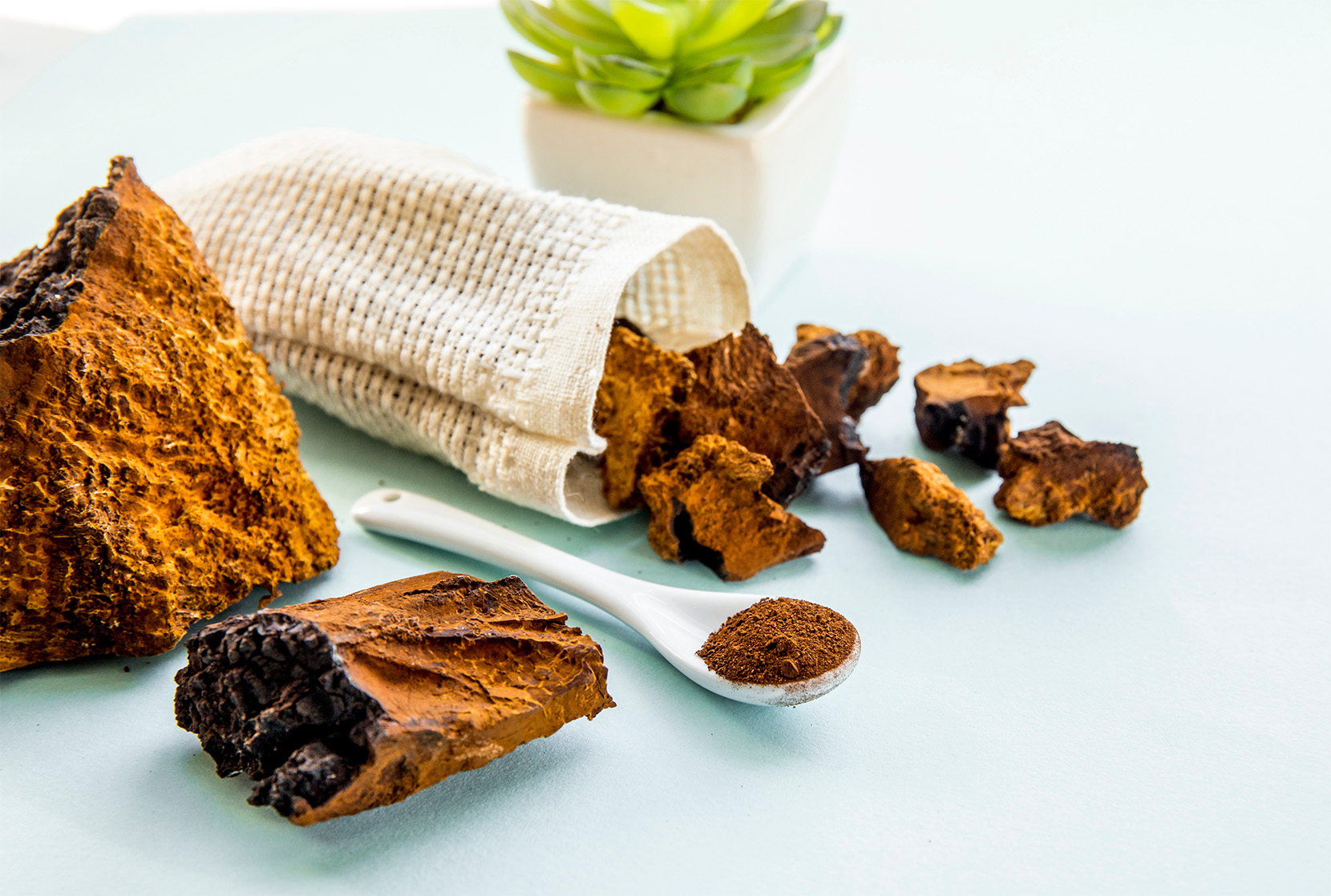 chaga-grzyb-proszek