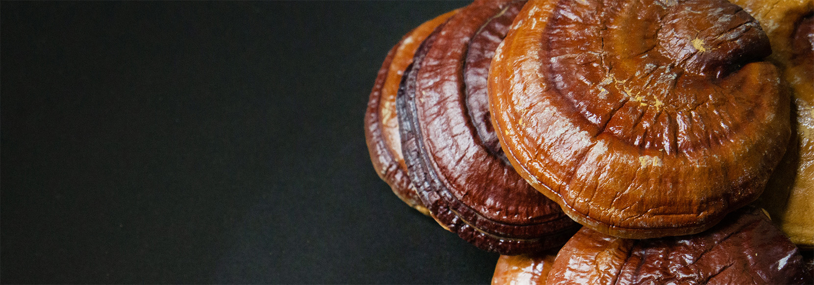 reishi_grzyb