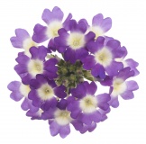 Verbena