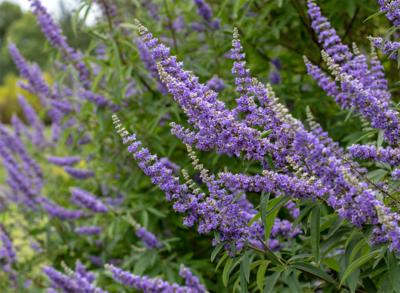 Niepokalanek: Cud natury dla równowagi hormonalnej