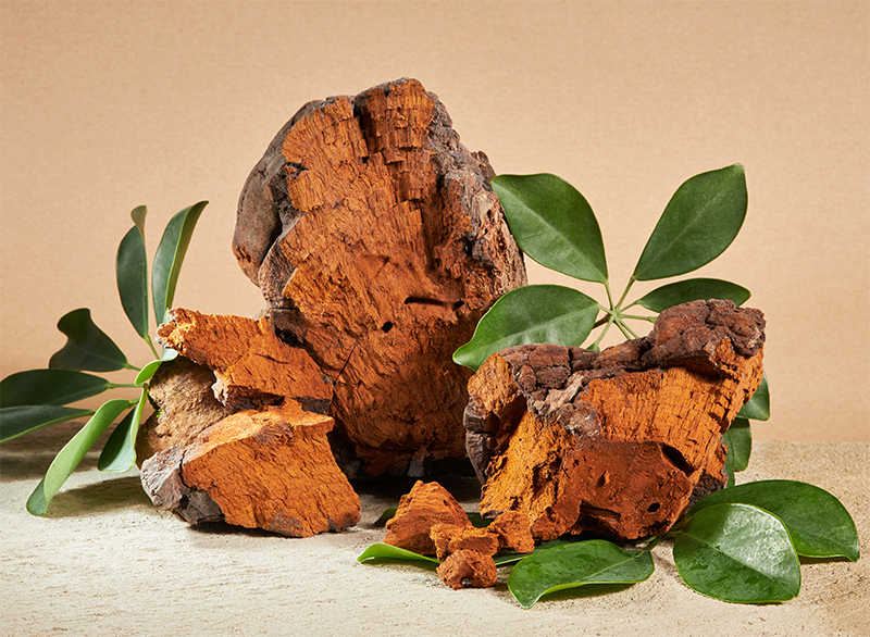 Chaga - Huba známa tiež ako Dar od Boha