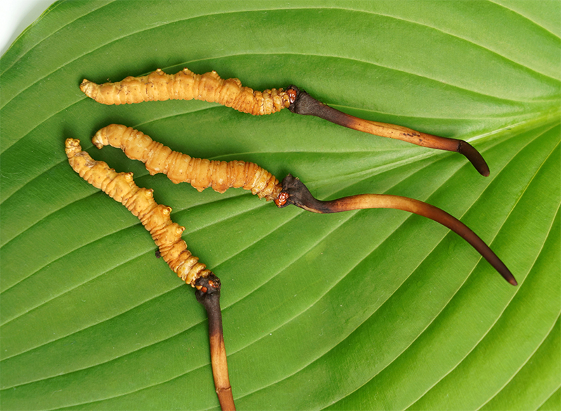 Aké tajomstvo skrýva huba Cordyceps?