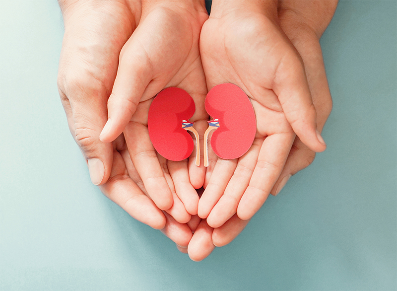 Obličky pracujú ticho, ale vyžadujú pozornosť: Ako im pomôcť?