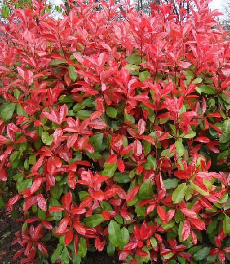 Photinia fraseri ‘Red Robin’: Farbenfrohe Heckenpflanze mit Wow-Effekt