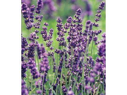 lavandula angustifolia blue scent