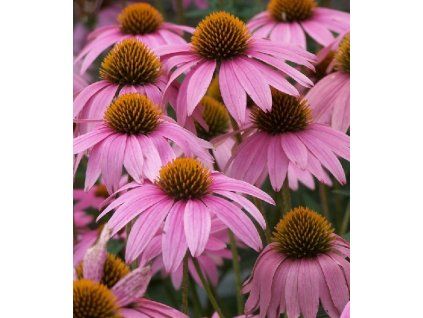 Echinacea purpurea 'Magnus' 1