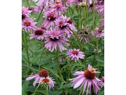 echinacea double decker 1