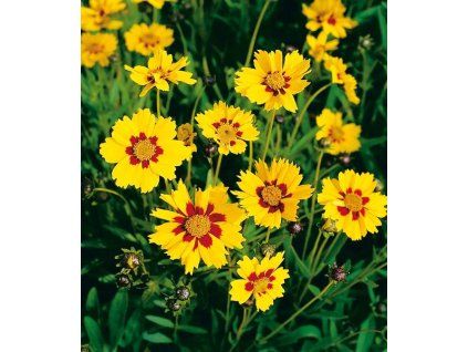 Coreopsis lanceolata 'Sterntaler' 3