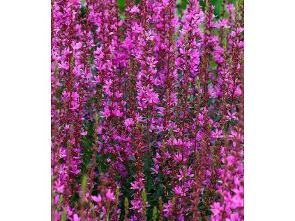 lythrum virgatum dropmore purple 2