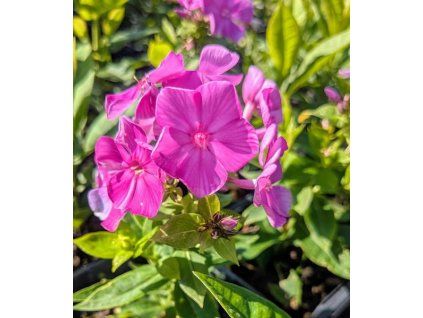 phlox paniculatafamous purple 1