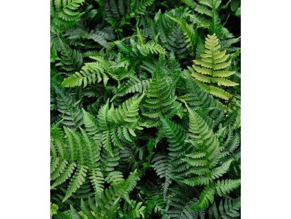 DRYOPTERIS affinis 3