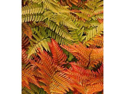 Dryopteris erythrosora 2