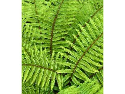 polystichum polyblepharum