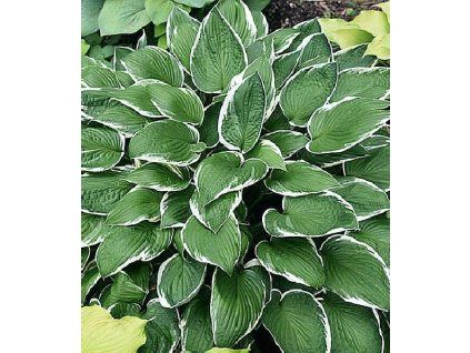 Hosta fortunei 'Albo Marginata' 2