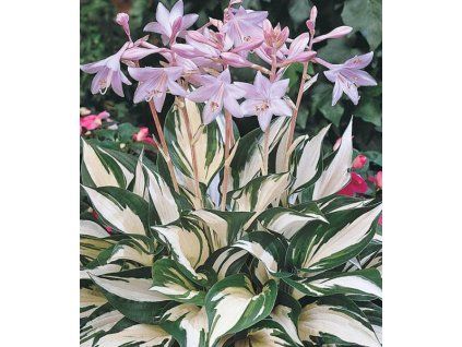 hosta 'Fire and Ice'