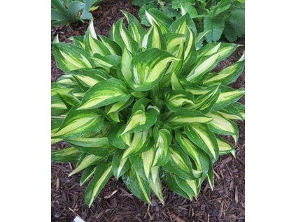 hosta lakeside little tuft 2