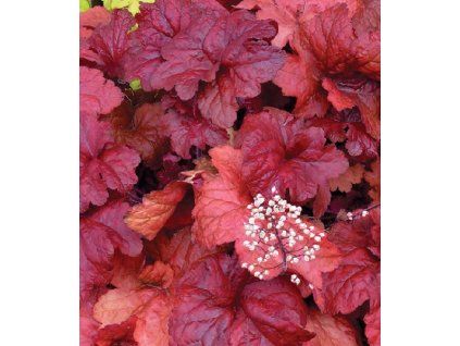 Heuchera Fire alarm 2